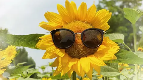 Спека до +38°: прогноз погоди на перші вихідні серпня