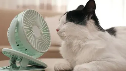 Спека до +37°C на Черкащині: коли спаде та чого чекати далі