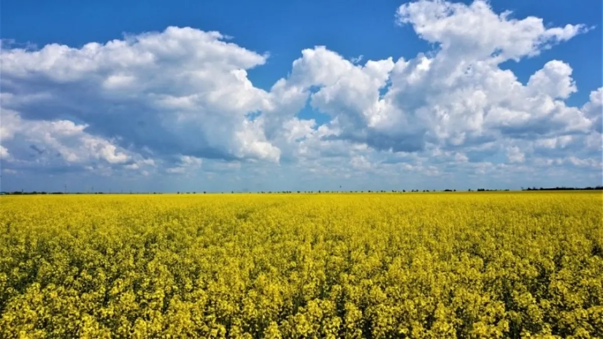 Експорт ріпакової олії з України зріс у 2,5 раза: що це означає для економіки
