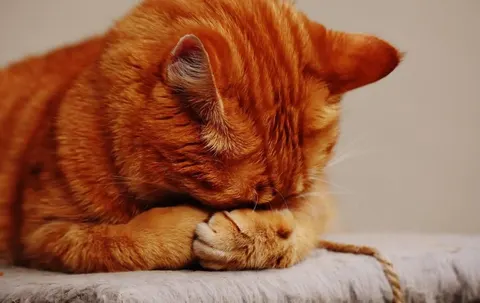 Муркотіння як маніпуляція: як коти змушують людей їх годувати