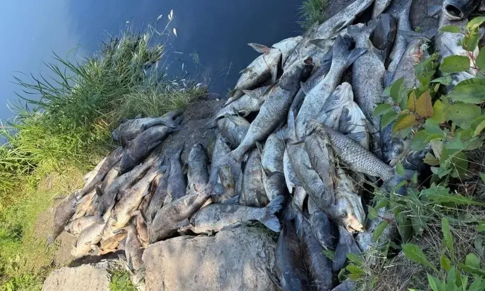 Мор риби під Києвом: що відомо про забруднення водойм і ризики для людей
