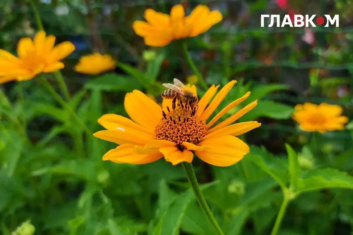 Спека до +35°: якою буде погода 2 серпня в Україні