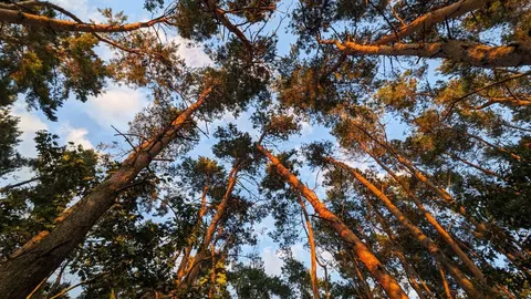 Тепле завершення літа на Рівненщині: до +30° та короткочасні дощі