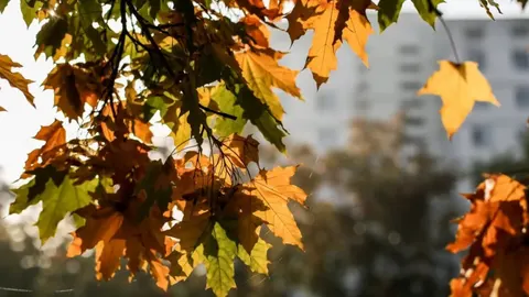 Сухо, спекотно вдень і холодно вночі: що принесе Україні 16 вересня