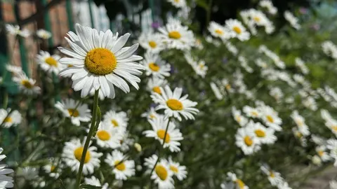 Грози, град і шквали до 20 м/с: якою буде погода на Вінниччині 18 серпня