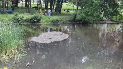 Сморід і загибель риби в Охтирці: що відбувається з річкою та як її рятуватимуть