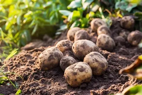 Картопля може подорожчати на 30%: експерт пояснив причини