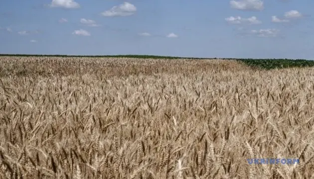 USDA покращив прогноз урожаю пшениці та кукурудзи в Україні, але стримав експорт
