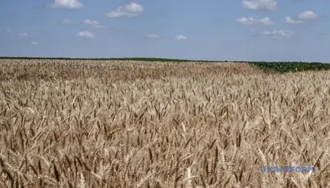 USDA покращив прогноз урожаю пшениці та кукурудзи в Україні, але стримав експорт