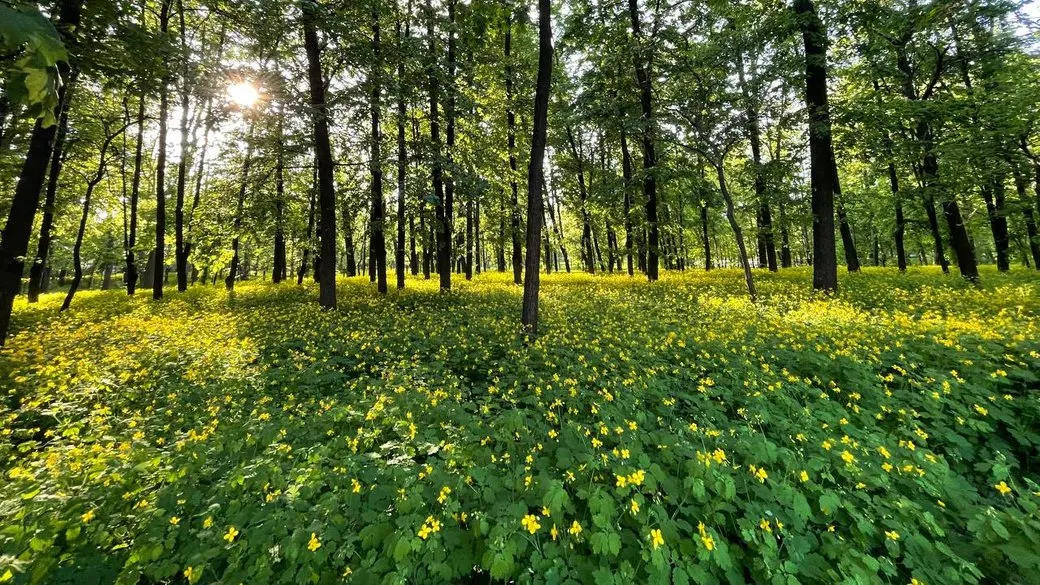 Посуха на Черкащині: синоптики обіцяють суху погоду до кінця тижня
