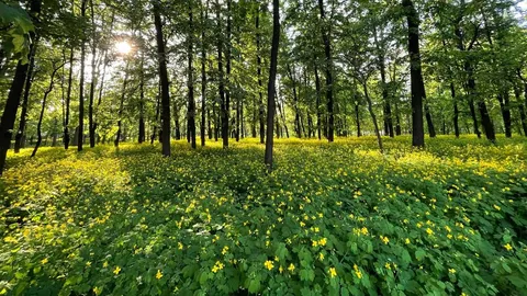 Посуха на Черкащині: синоптики обіцяють суху погоду до кінця тижня