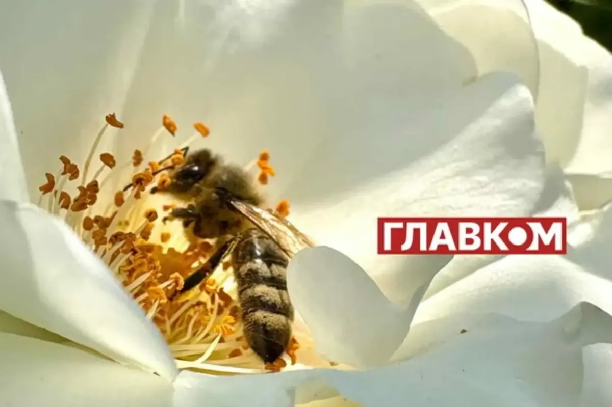 Мед нового врожаю на ринках України: скільки коштує літр
