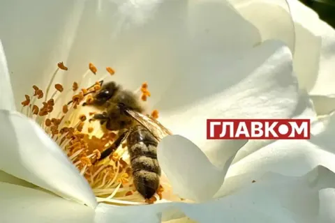 Мед нового врожаю на ринках України: скільки коштує літр