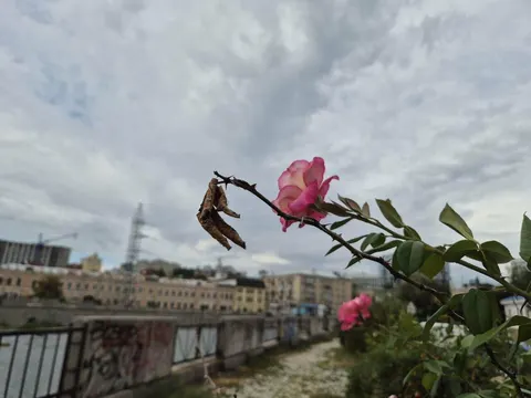 Погода в Харкові 9 вересня: теплий день до +24°